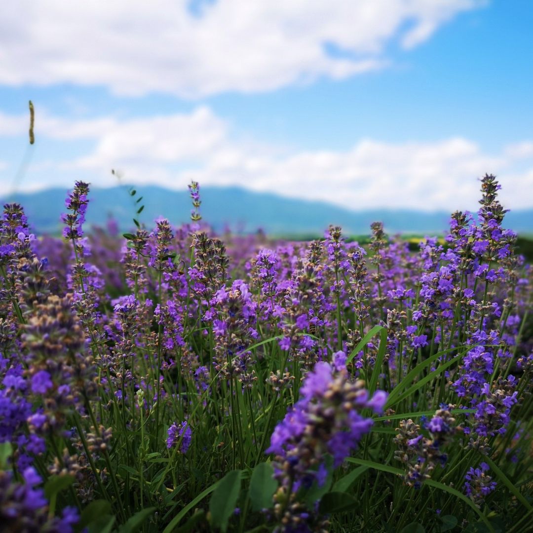 ALTEYA Organic Bulgarian Lavender Water 有機薰衣草花水 [500ml]
